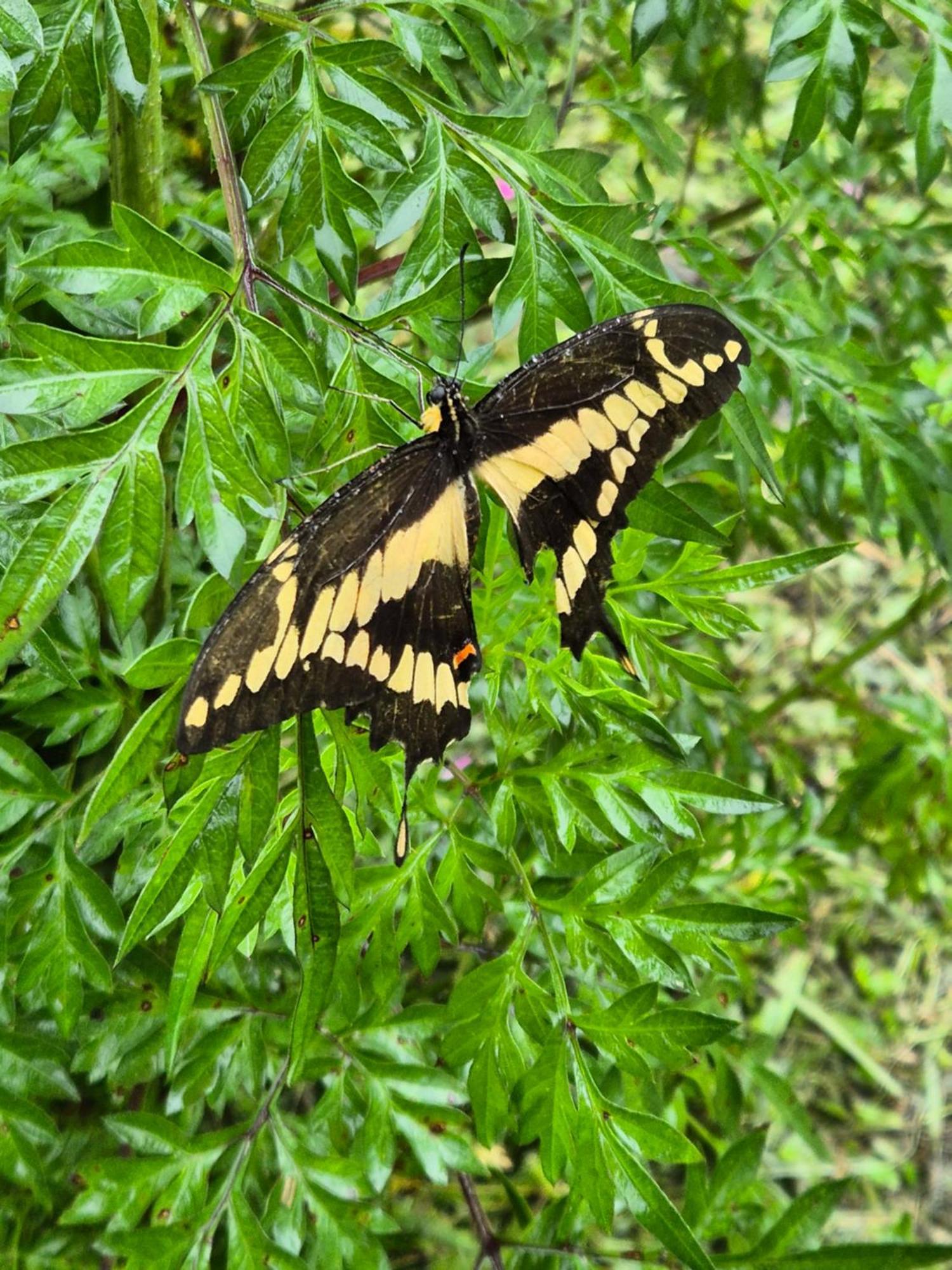 Glamping Monteverde Eksteriør billede